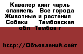 Кавалер кинг чарль спаниель - Все города Животные и растения » Собаки   . Тамбовская обл.,Тамбов г.